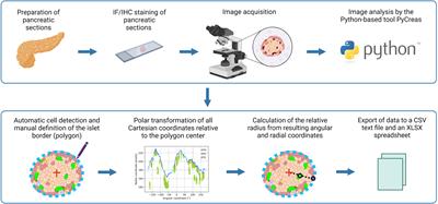 PyCreas: a tool for quantification of localization and distribution of endocrine cell types in the islets of Langerhans